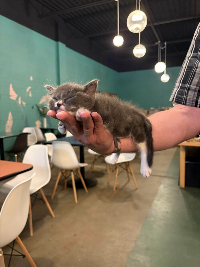 Small gray and white kitten peacefully sleeping in a person’s hand, showcasing adorable adopted animals rescued by humans.