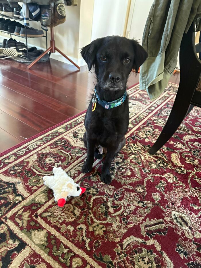 Black adopted dog with a blue collar sitting on a patterned rug next to a white plush toy, showcasing adorable rescued animals.
