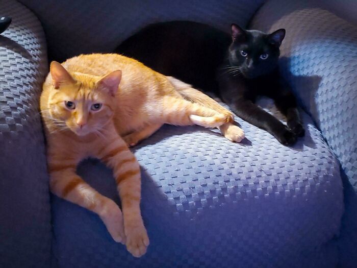 Two adorable adopted cats relaxing together on a blue chair, showcasing rescued animals who found loving homes.
