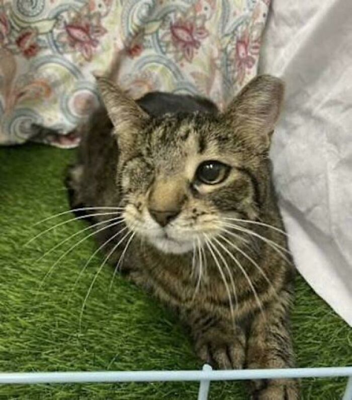 One-eyed tabby cat resting on green carpet, showcasing adorable adopted animals who rescued their humans this month.