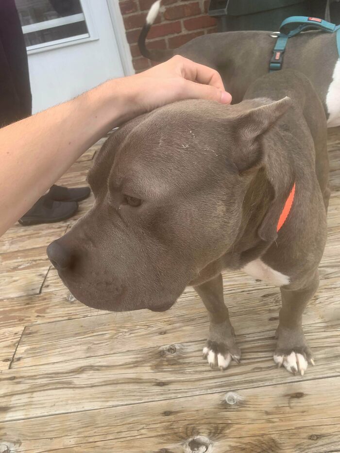 Adopted dog with a blue harness being gently petted on a wooden deck, showcasing adorable adopted animals rescuing humans.