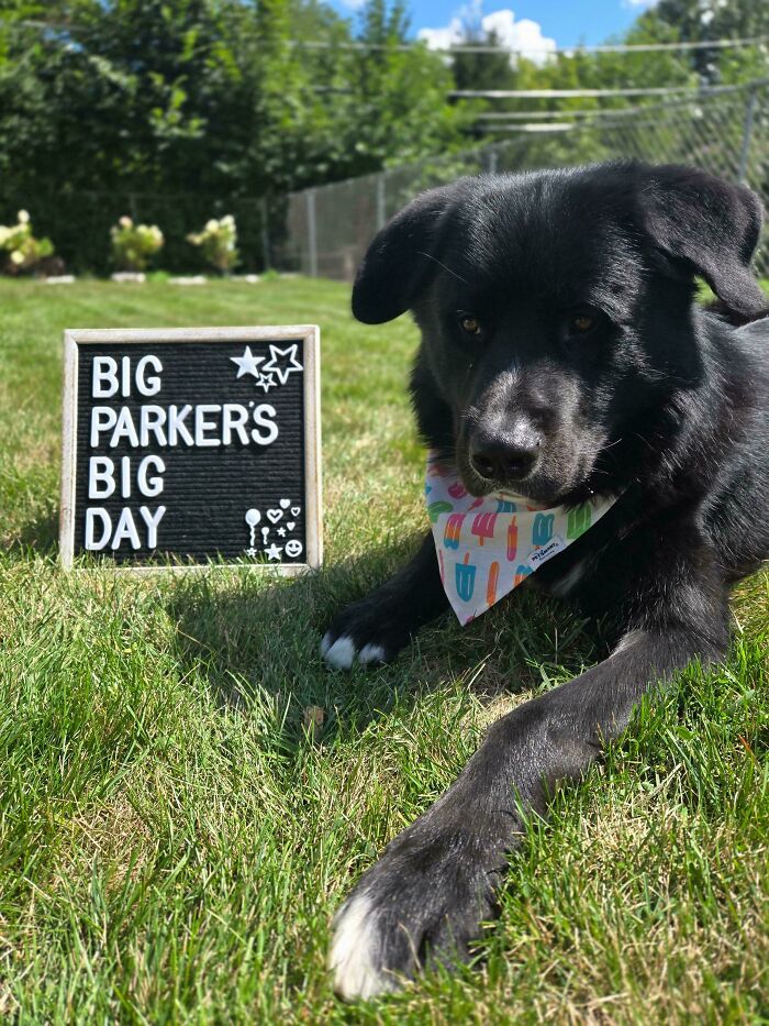 Black adopted dog wearing a colorful bandana lying on grass next to a celebration sign in a sunny backyard.