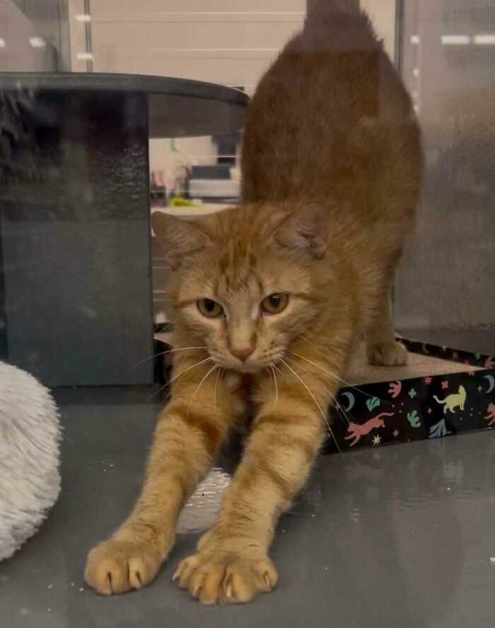 Orange tabby cat stretching indoors, one of the adorable adopted animals who rescued their humans this month.