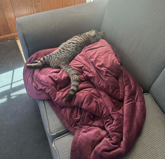 Tabby cat resting on a cozy burgundy blanket on a gray couch among adorable adopted animals who rescued their humans.