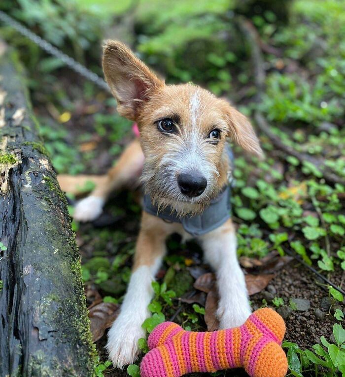 Adopted dog with a colorful bone toy lying on the forest floor among green plants and mossy logs.