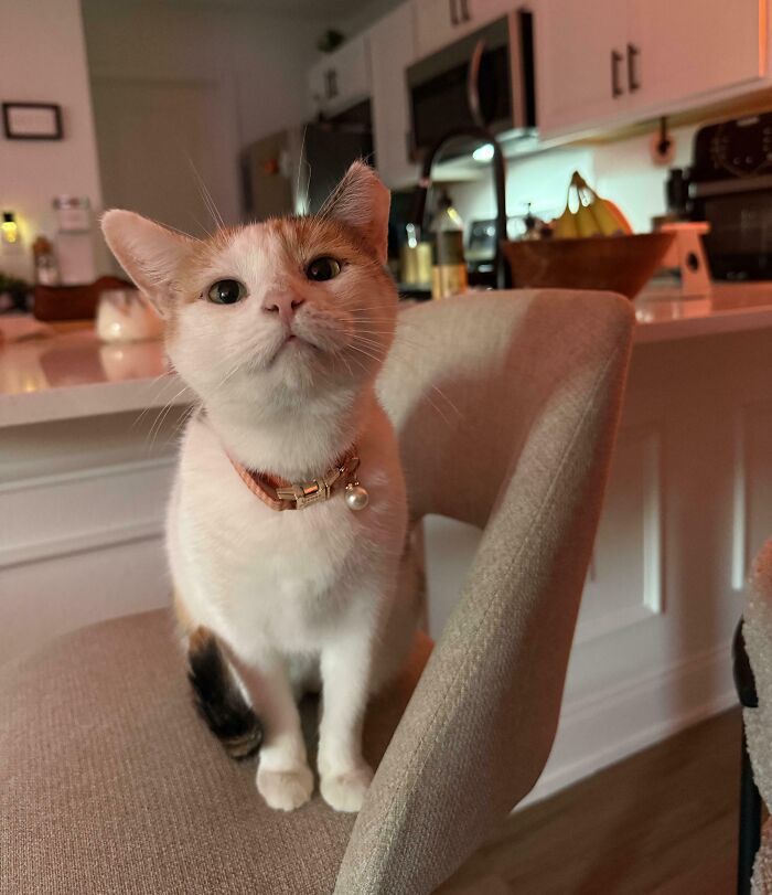 Calico cat with a collar sitting on a chair in a kitchen, one of the adorable adopted animals rescued this month.