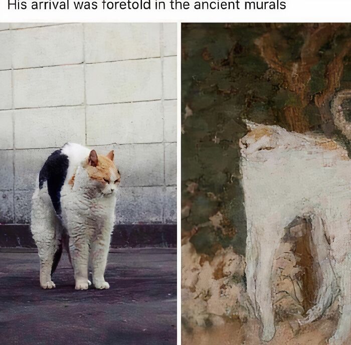 Medieval cats depicted in ancient murals alongside a modern cat with similar markings on a concrete floor.