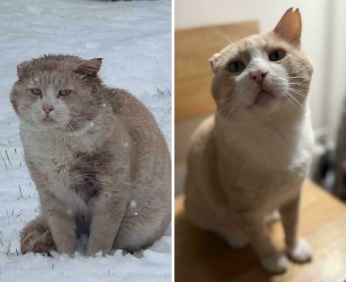Cat photos showing a before and after view of a cat's transformation following life-changing adoption.