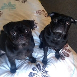 juanfulanojohnnyfull avatar