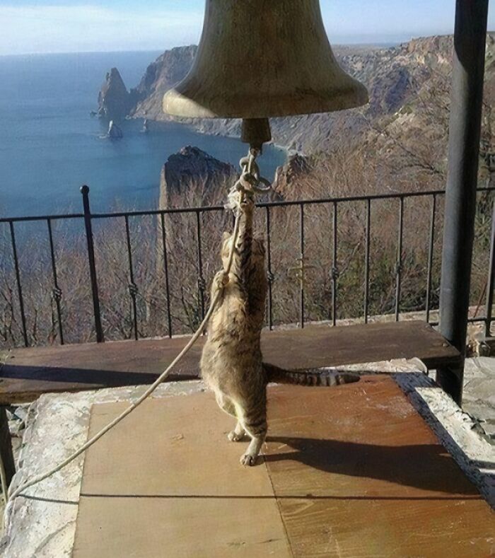 Cat hanging from a large medieval bell rope with a scenic rocky coastline in the background.