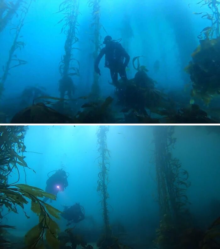 Underwater divers navigating through dense kelp forest, showcasing one of the unsettling jobs that should pay more.
