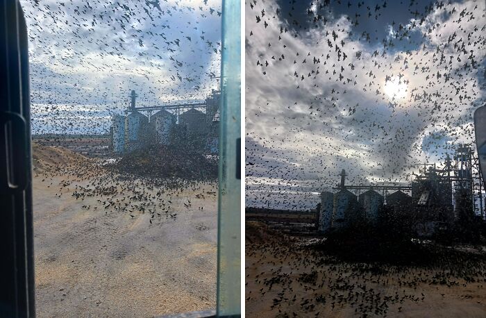 Swarm of birds surrounding a grain storage facility, illustrating one of the jobs that should pay more from unsettling worker photos.