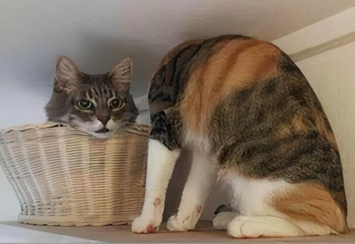 Two cats positioned to humorously resemble 18th century French royalty, highlighting medieval cats' charm and history.