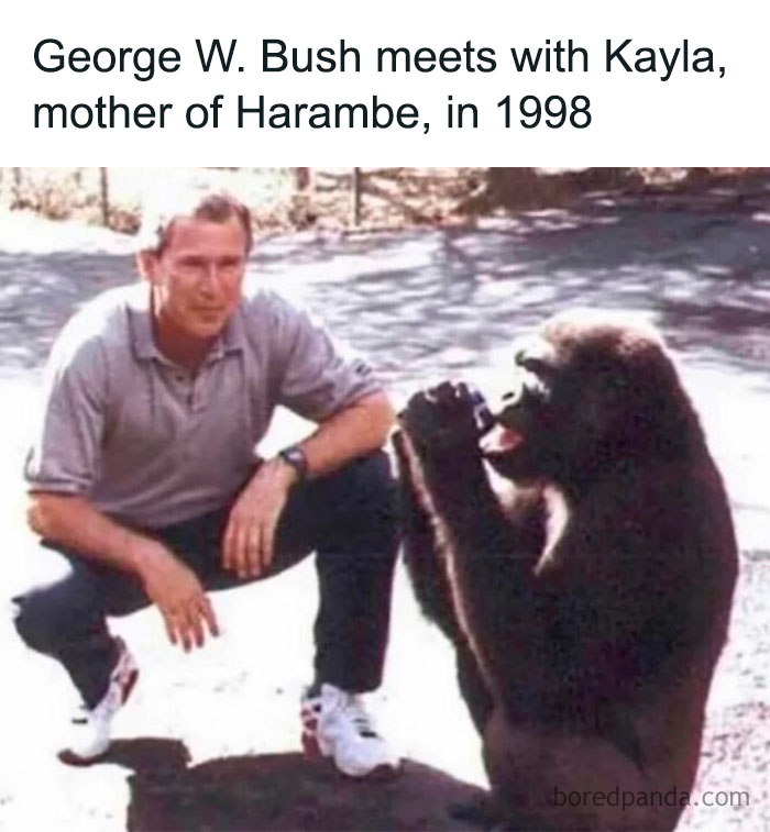 Man squatting and looking at a gorilla sitting with hands clasped, funny memes challenging history knowledge.
