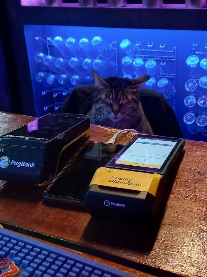 Tabby cat behind a bar counter with payment devices, showcasing one of the most adorable cats in top-tier work settings.