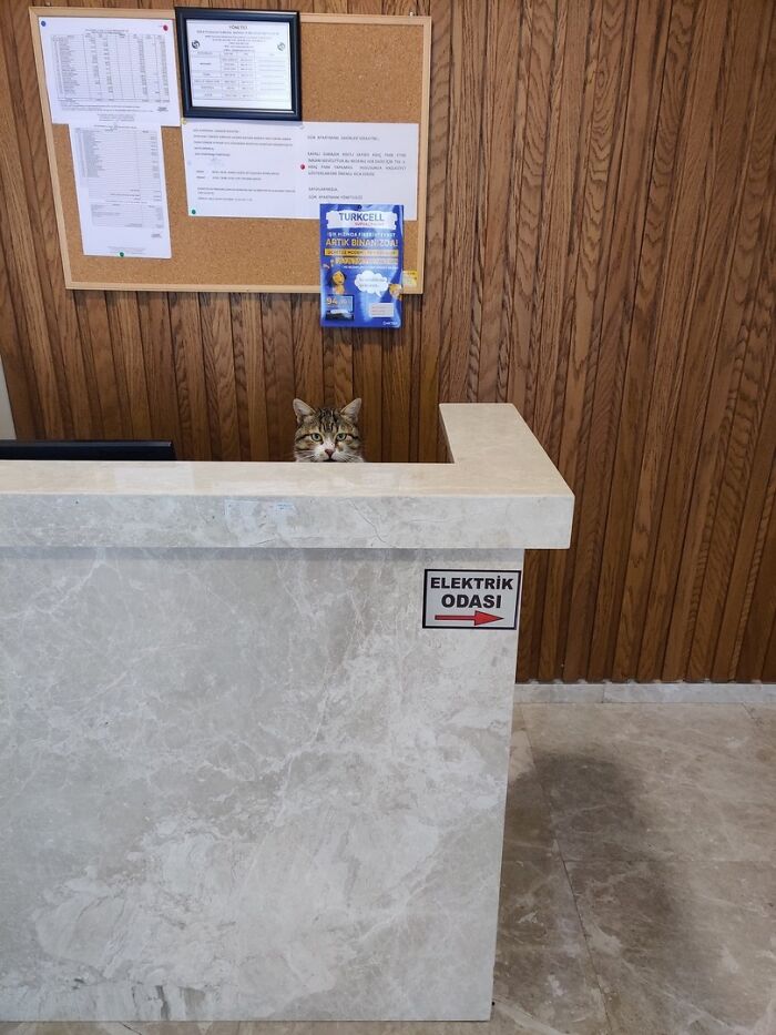 Adorable cat peeking over a marble reception desk in an office with wood-paneled walls and bulletin board.