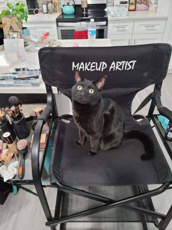 Black cat sitting on a makeup artist chair surrounded by makeup tools in a bright kitchen setting.