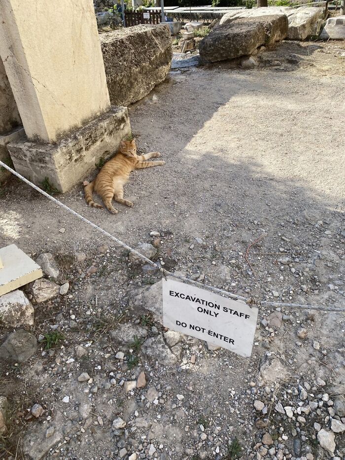 Ginger cat lounging near an excavation site with a sign indicating restricted access for excavation staff only.
