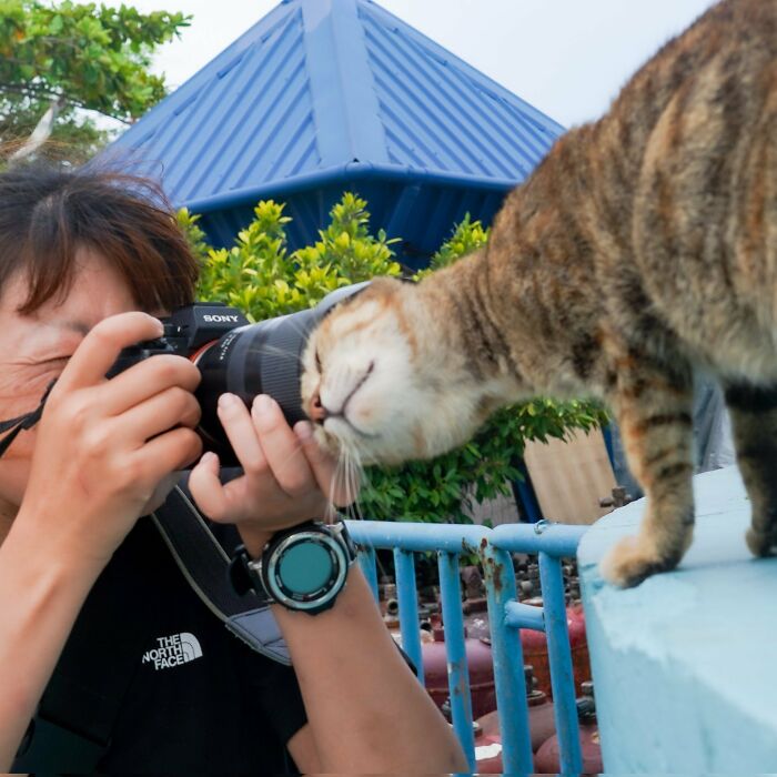 Photographer capturing a close-up of an adorable cat interacting with the camera outdoors, showcasing top-tier cat moments.
