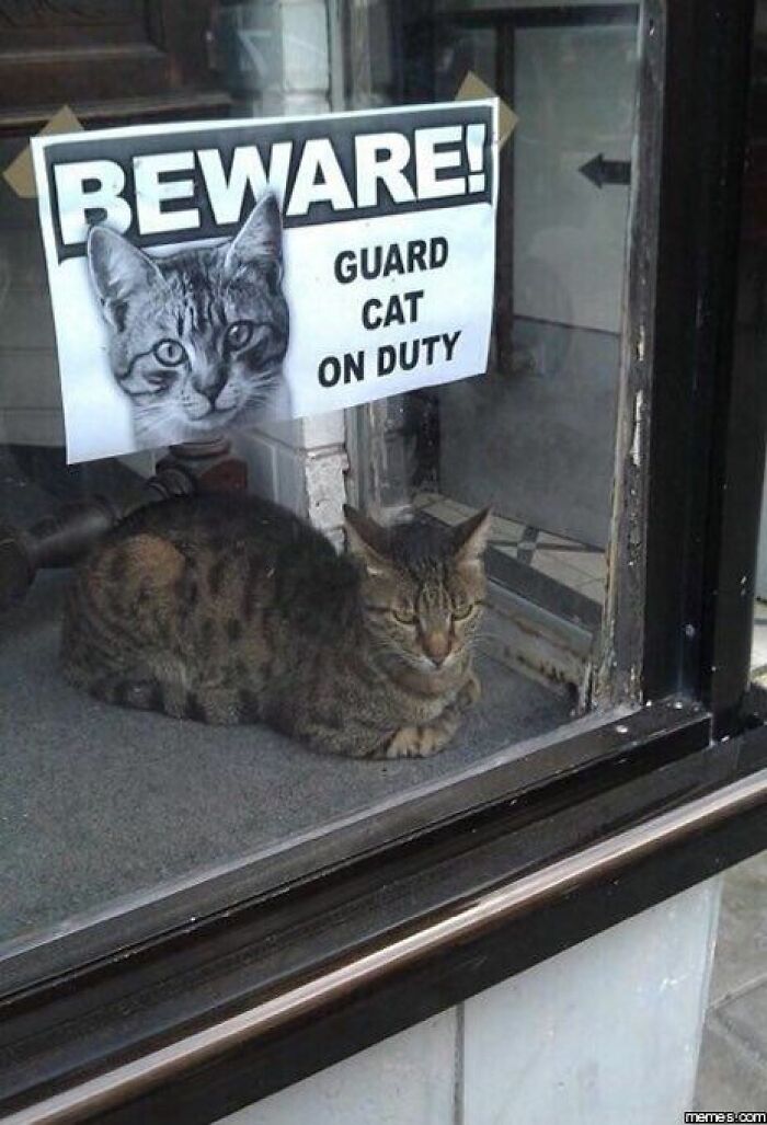 Tabby cat resting behind a glass window with a sign warning of a guard cat on duty, showcasing adorable cats in action.