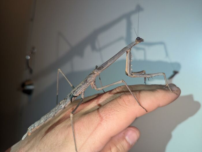 Giant praying mantis on a human hand showing the scale of one of the largest animals so giant it's hard to believe real.
