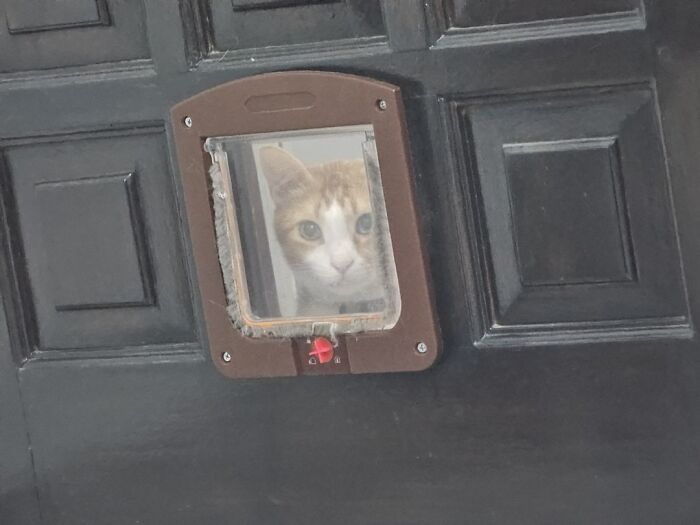 Adorable cat peeking through a pet door in a black door, showcasing top-tier cat curiosity and charm.