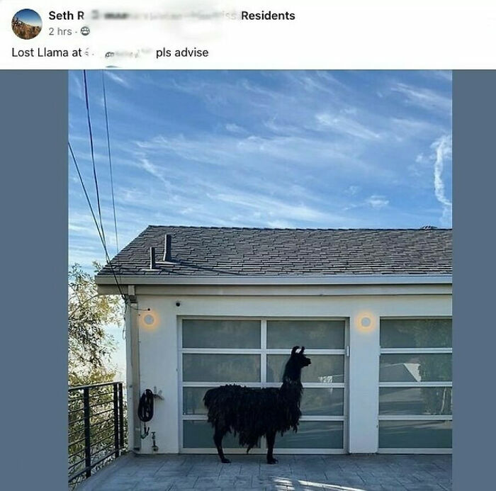 Black llama standing on a driveway in front of a modern house with glass garage doors, part of unbearable neighbors stories.