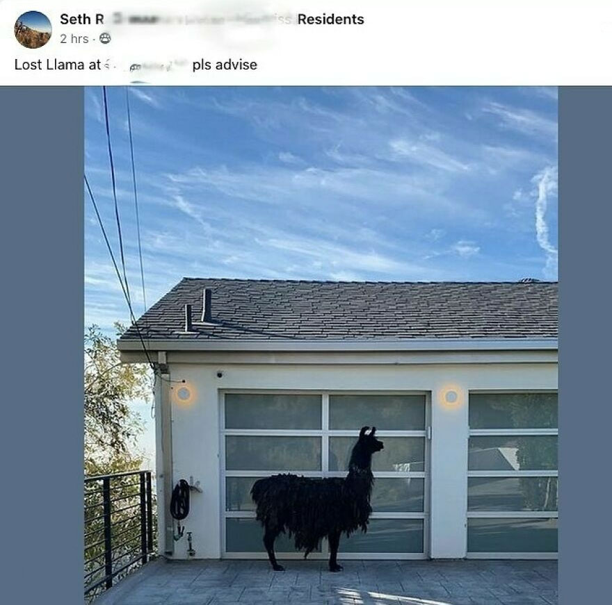 Black llama standing alone in front of a modern house in a remote area with no neighbors under a blue sky.