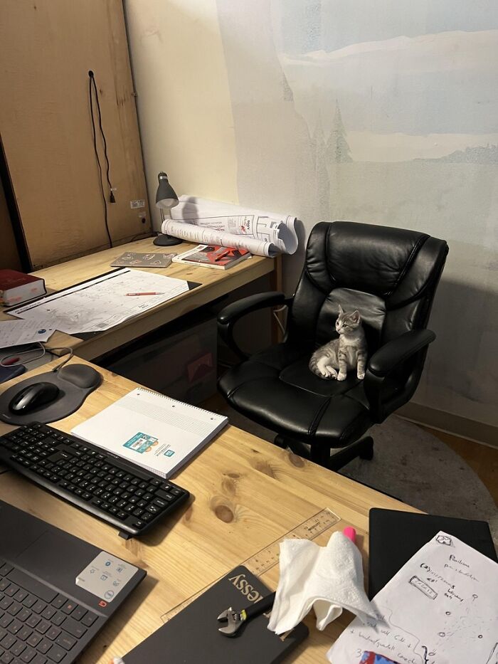 Adorable cat sitting on a black office chair in a cluttered desk workspace, showcasing top-tier work vibes.