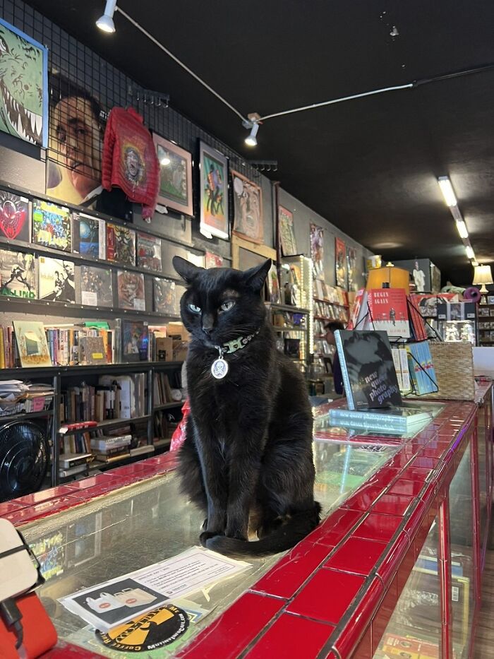 Black cat sitting on a counter in a bookstore, surrounded by books and art, showcasing adorable cats in a cozy setting.