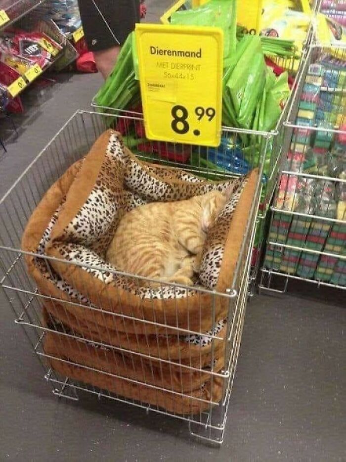 Orange tabby cat sleeping on a leopard-print pet bed in a store display basket for adorable cats.