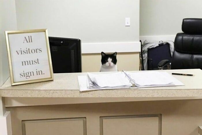 Black and white cat sitting behind a reception desk with a sign-in book, showcasing adorable cats with top-tier work.