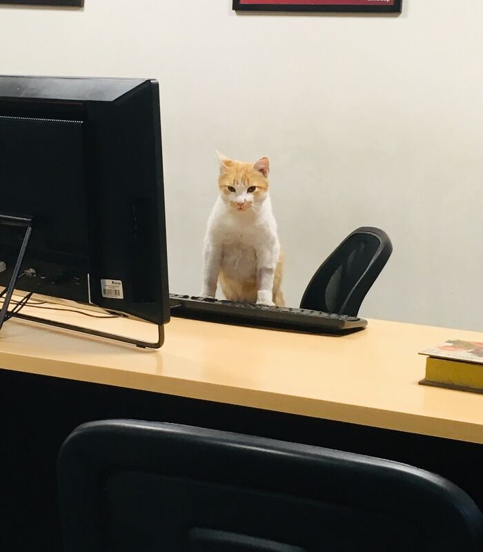 Adorable cat sitting at office desk with computer keyboard and monitor, showcasing top-tier work skills.