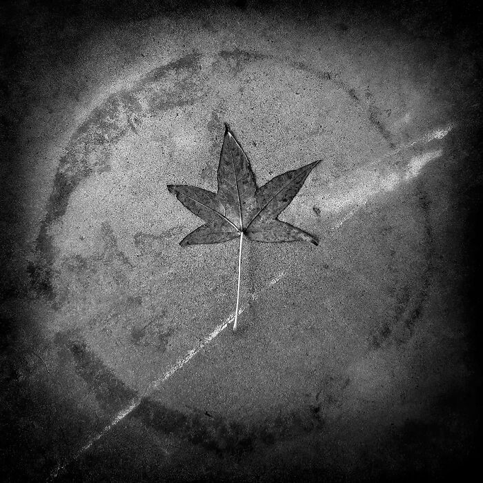 Leaf Still Life No.2 From The Series 'A Leaf Still Life' © Tebani Slade