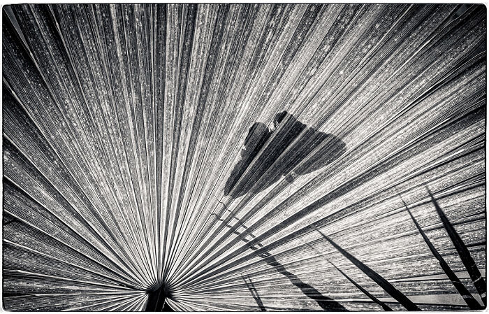 Butterfly Shadow From The Series 'Light, Shadow, Shape & Texture' © Jeff Schewe