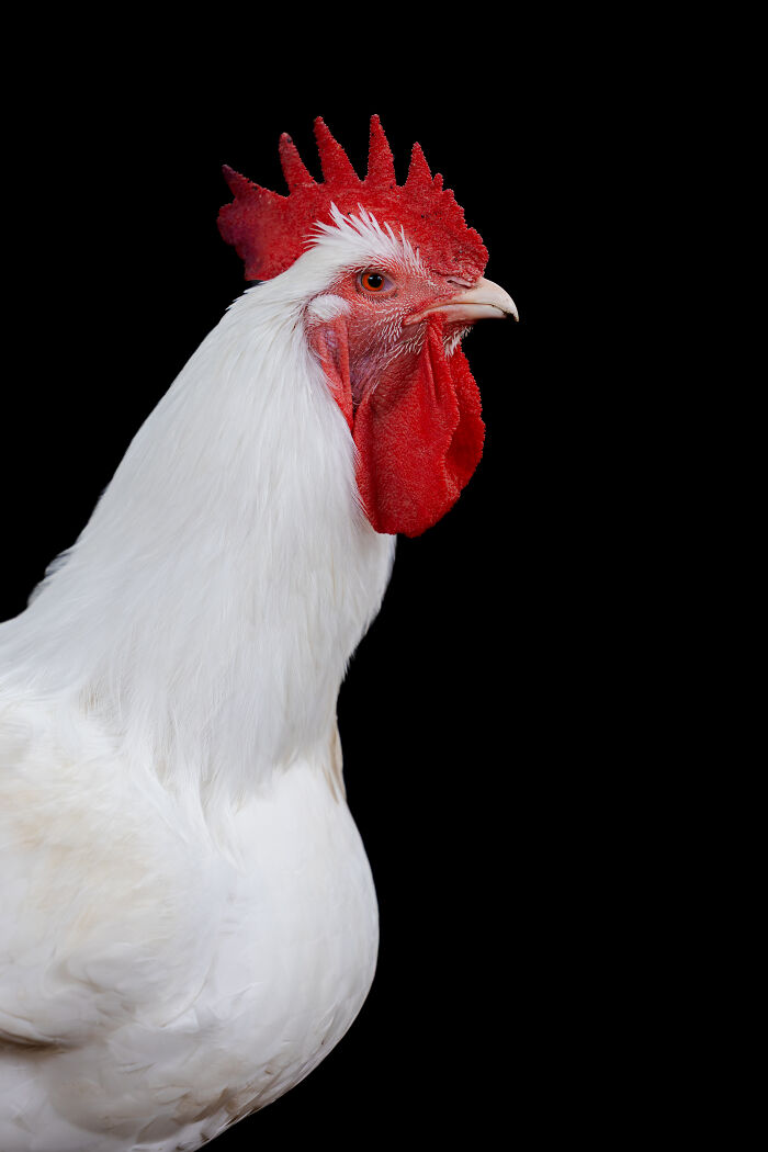 Close-up black and white creative pet photo of a small mouse eating, showcasing heartwarming pet photography.