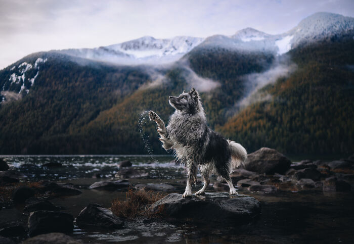 White dog howling on rocks by lake with misty mountains in background, creative pet photos winning awards.
