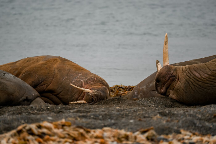 I’ve Traveled The World For Years, But The Arctic Left Me Speechless I’ve Traveled The World For Years, But The Arctic Left Me Speechless