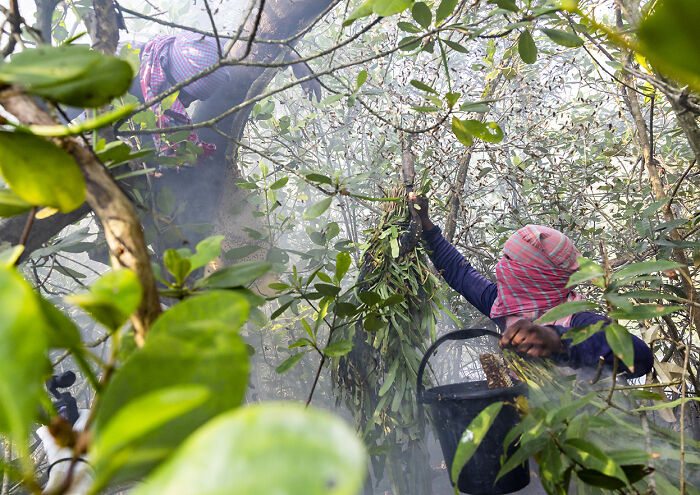 I Documented The Dangerous Work Of Honey Collectors In Bangladesh’s Mangrove Forests I Documented The Dangerous Work Of Honey Collectors In Bangladesh’s Mangrove Forests