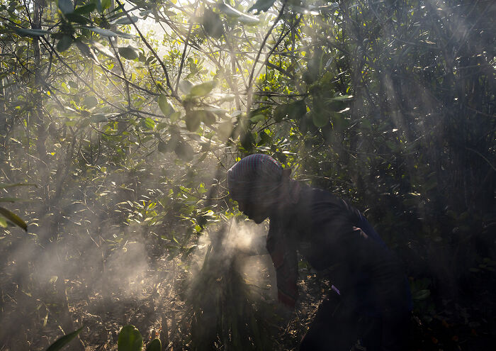 I Documented The Dangerous Work Of Honey Collectors In Bangladesh’s Mangrove Forests I Documented The Dangerous Work Of Honey Collectors In Bangladesh’s Mangrove Forests