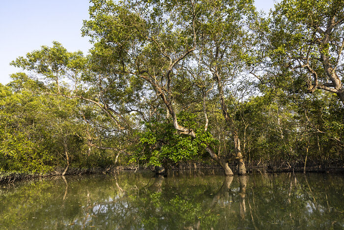 I Documented The Dangerous Work Of Honey Collectors In Bangladesh’s Mangrove Forests I Documented The Dangerous Work Of Honey Collectors In Bangladesh’s Mangrove Forests