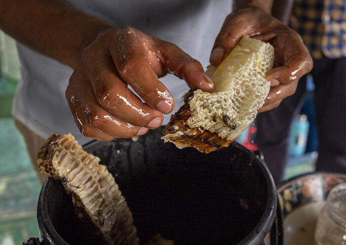 I Documented The Dangerous Work Of Honey Collectors In Bangladesh’s Mangrove Forests