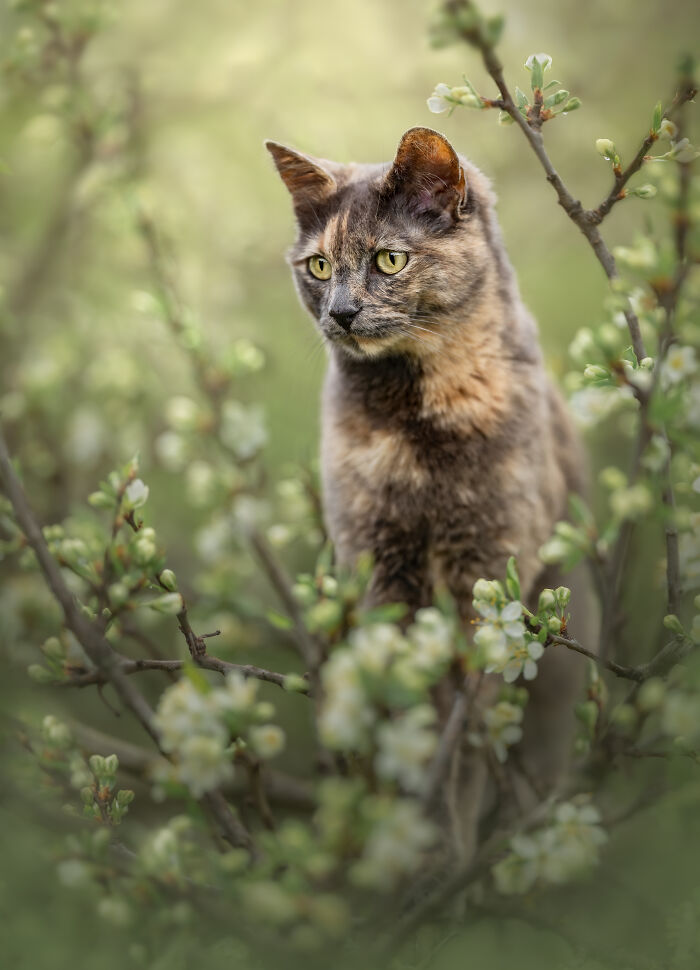 Tabby cat lounging on a small white sofa surrounded by purple flowers in a creative pet photography setting.