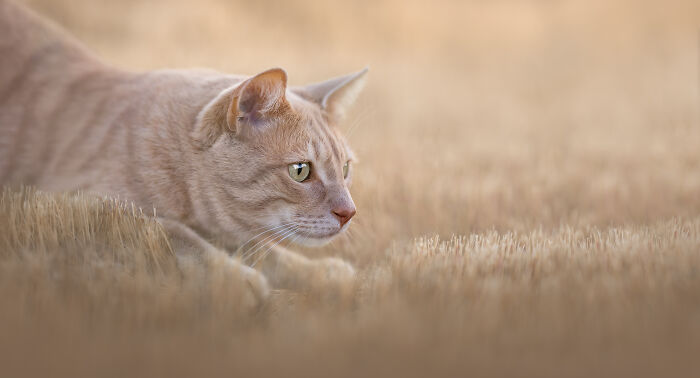 Tabby cat lounging on a small white sofa surrounded by purple flowers in a creative pet photography setting.