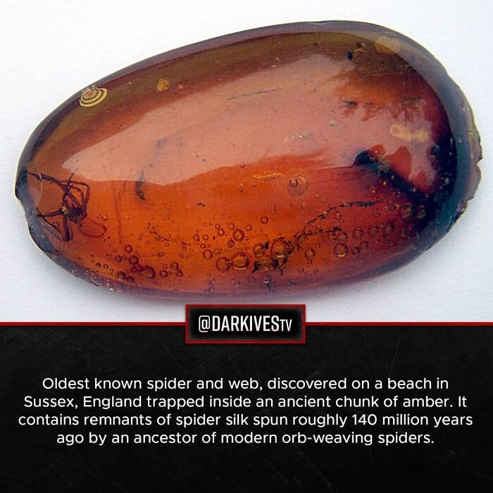 Amber preserving the oldest known spider and web, a terrifying fact highlighting how strange and dark our world can be.