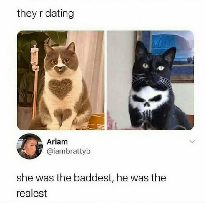 Two cats with heart and skull-shaped fur patterns paired as a wholesome relationship meme about dating.