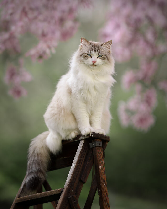 Calico cat sitting outdoors in soft natural light, one of the heartwarming and creative pet photos winning awards.