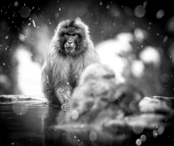 Black-and-white award-winning photo of a monkey in water with falling snow in the 2025 Exposure One Awards.