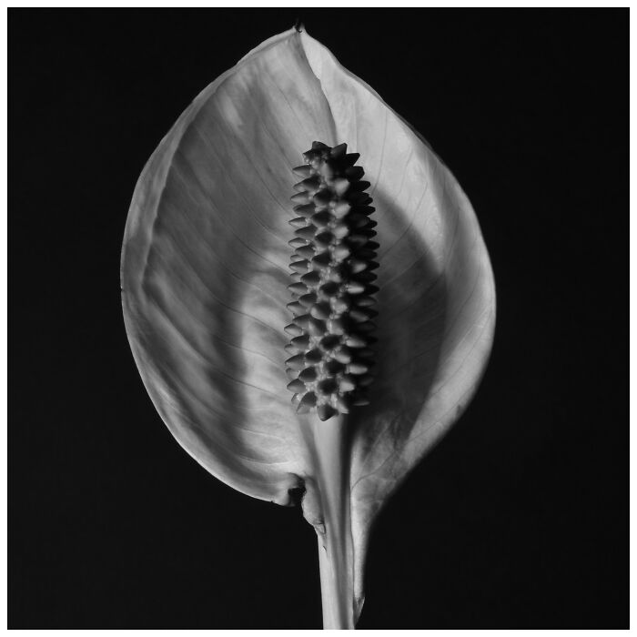 Close-up black-and-white photo of a peace lily flower highlighting texture and contrast for Exposure One Awards.