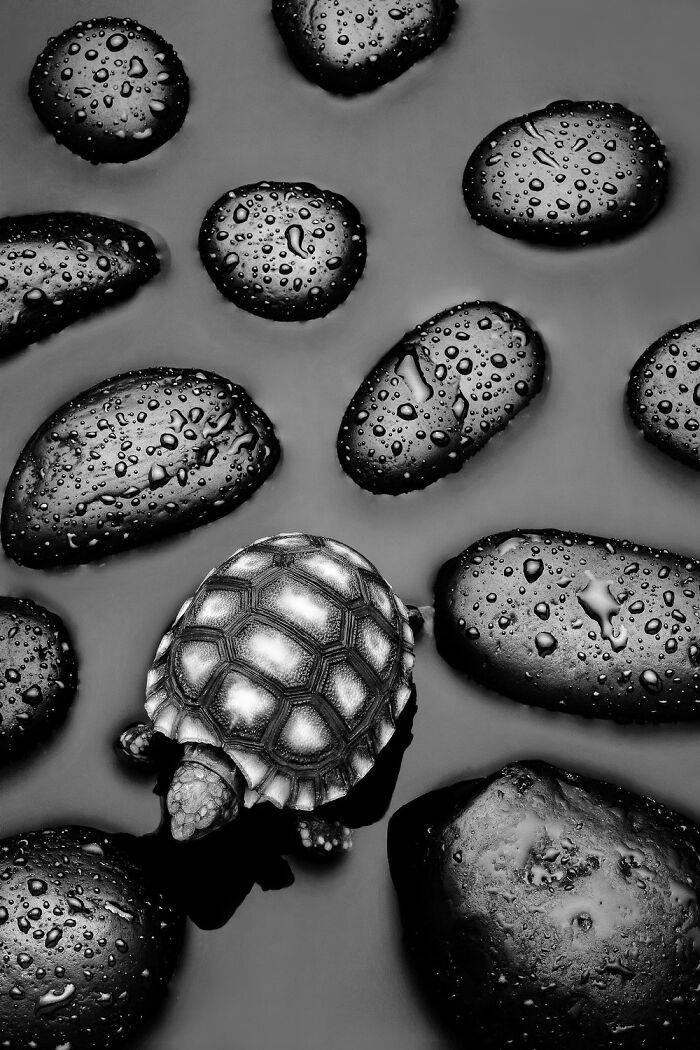 Black and white photo of a turtle among wet stones, showcasing award-winning black-and-white photography style.